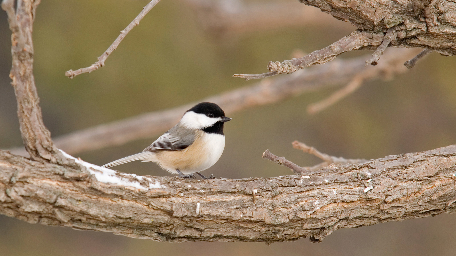 Black-capped chickadee. Photo © The Nature Conservancy (Chris Helzer)