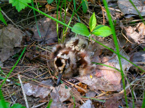 Baby woodcock: Flickr user Jacob Enos under a Creative Commons license.