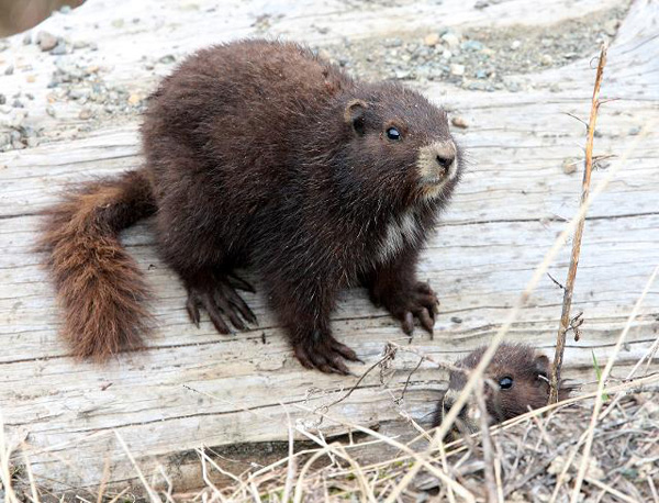 Vancouver Island marmot. Photo: Coke Smith, cokesmithphototravel.com