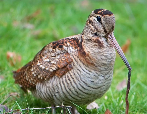 Eurasian woodcock, like their American relatives, feed heavily on worms. Photo: Wikimedia user Ronald Slabke under a Creative Commons license