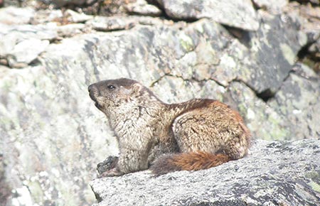 Alaska marmot. Photo: © David Robichaud