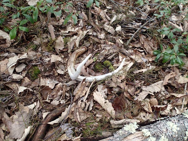 Finding an antler in the eastern forest can be a challenge. Photo: Mike Eckley/TNC