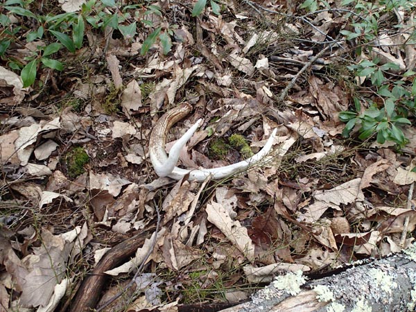 How to Find Deer Antler Sheds