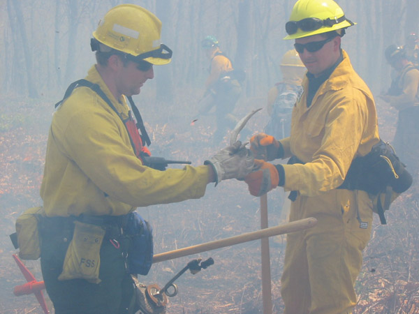 True antler dedication: Mike Eckley takes a break from a controlled burn to pick up a shed. 