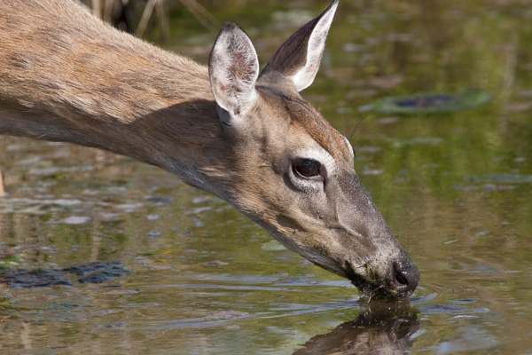 Learning deer habits and habitat will help you find sheds . Photo: © Kent Mason