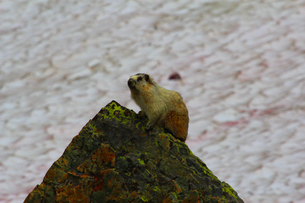 Hoary marmots are at home in alpine habitats. Photo: Matt Miller/TNC