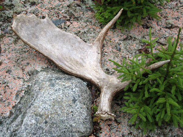 How to Find Deer Antler Sheds