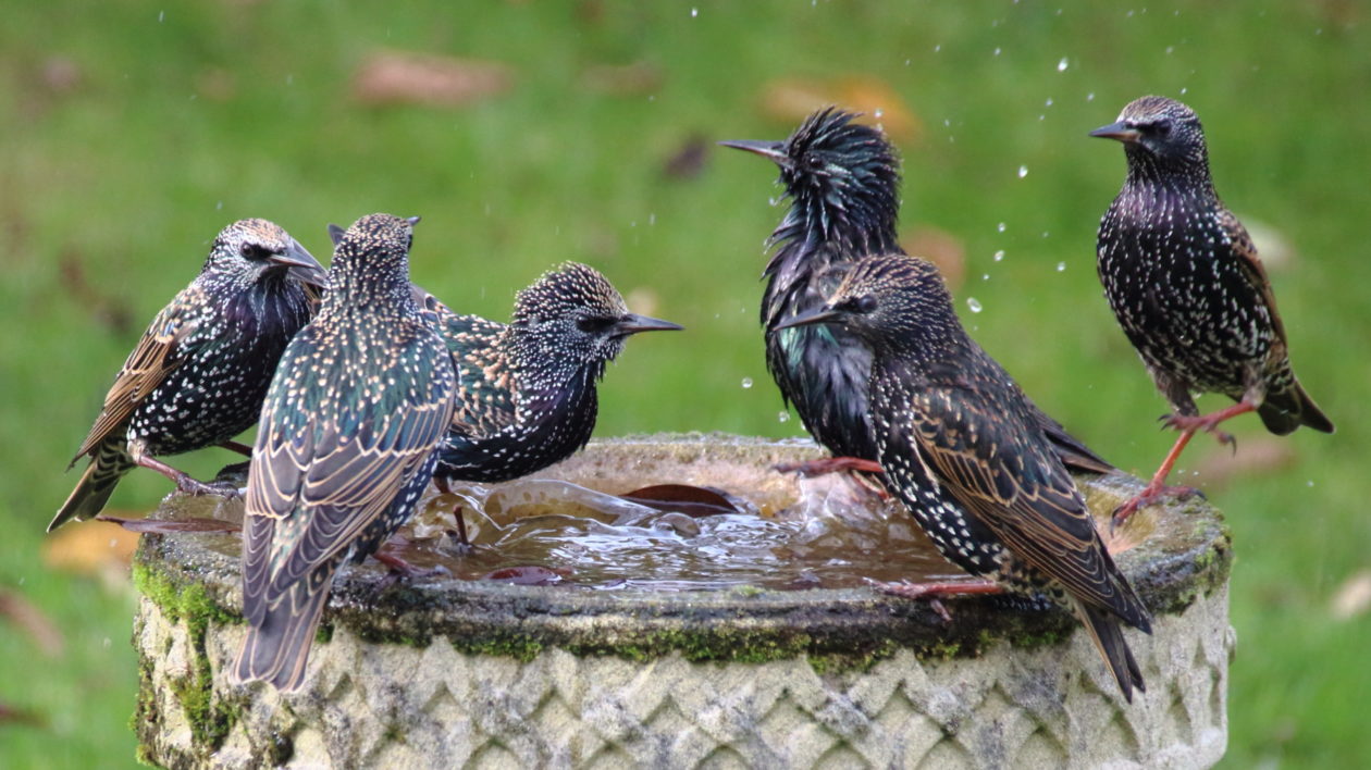 five birds splashing in a birdbath