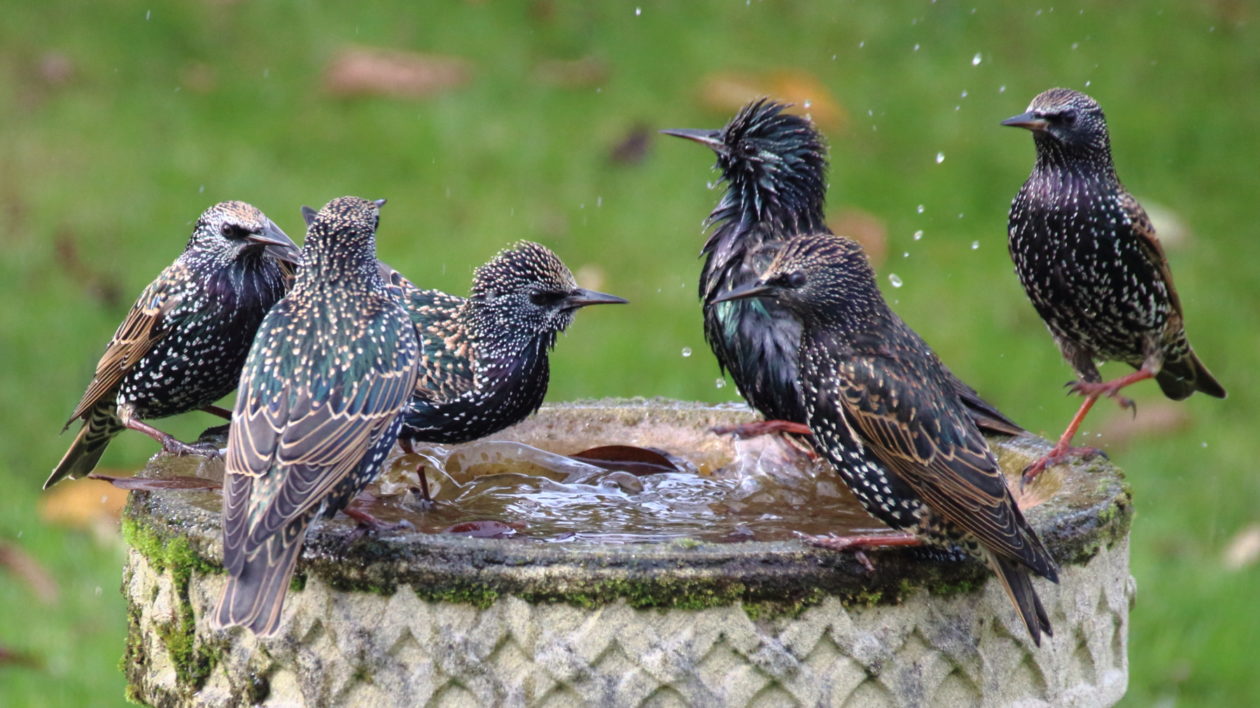 do birds take a bath