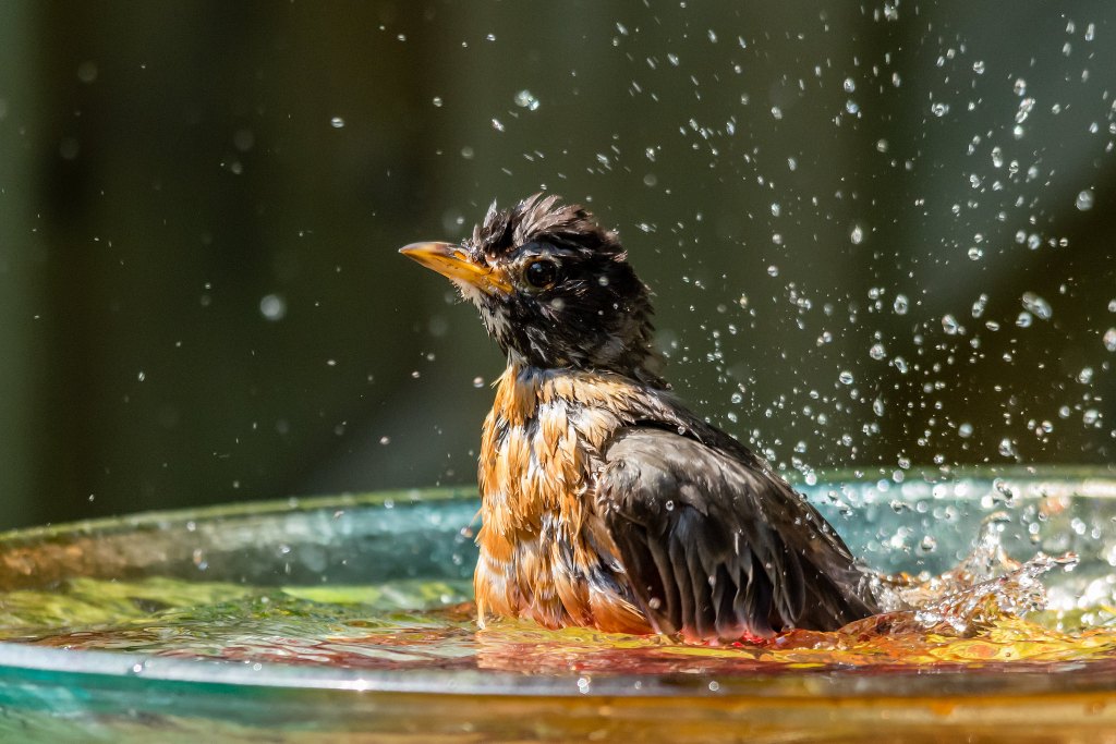wet robin in a bath