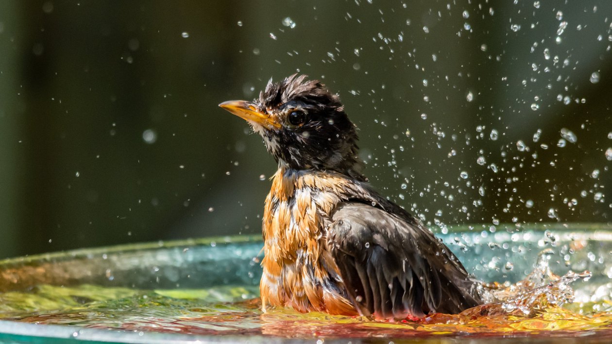 wet robin in a bath