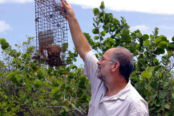 Buzz Hoagland has handled thousands of mongoose in the course of his research. Photo courtesy Buzz Hoagland