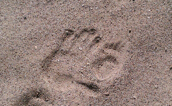 Sasquatch tracks? No. It's a porcupine. Photo: Wikimedia user Lensim under a Creative Commons license