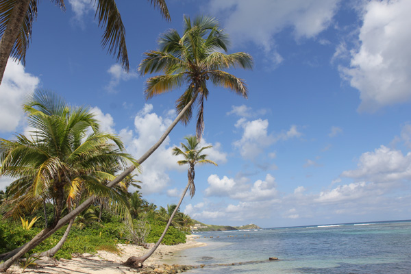 Island paradise: Mongooses found Caribbean islands free of mammalian predators. Photo: Matt Miller/TNC