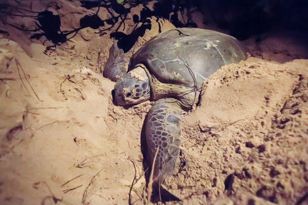 Sea turtle nests are threatened by mongoose predation. Photo: © Marjo Aho
