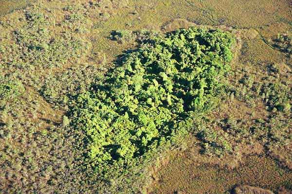 A smothered tree island in Florida’s Loxahatchee National Wildlife Refuge © Michael Lusk / Flickr