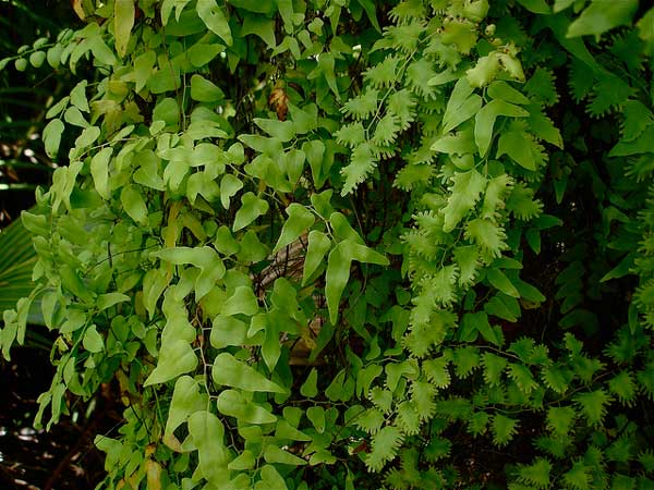 Old World climbing fern © Lauren Gutierrez / Flickr