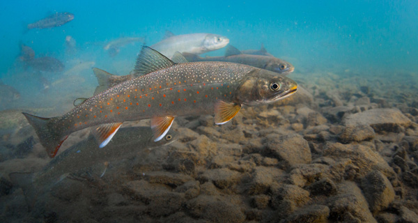 Large Dolly Varden char survive in streams that have very little food -- until the salmon return. Photo: © Jason Ching 