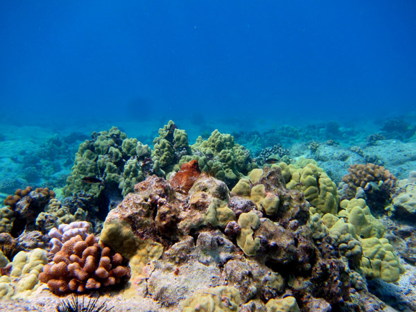 Can you find the octopus in the picture? Hint: look for red on top of the coral. Photo: © Russell Amimoto