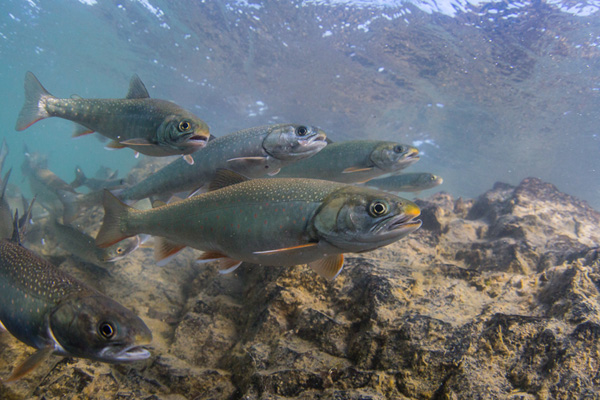 Large Dolly Vardens change the size of their digestive organs to meet the food supply. Photo: © Jason Ching 