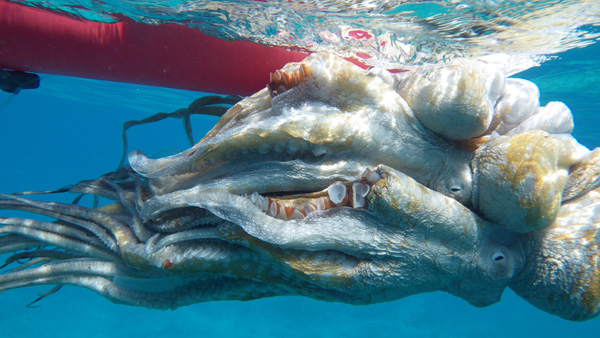 An octopus is captured for research. Photo: © Ily Iglesias