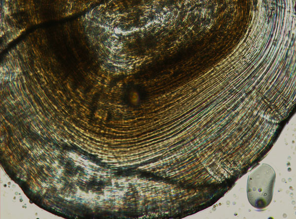 Counting rings determines an octopus' age. This is a cross-section of a stylet, under a miscroscope. Photo: © Ily Iglesias