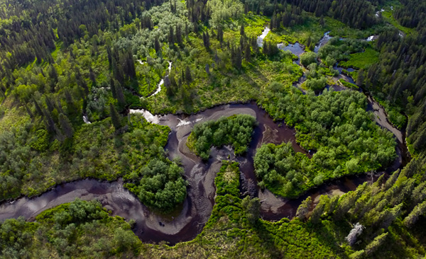 Salmon and the creatures that feed on them need large, intact landscapes and watersheds. Photo: © Jason Ching