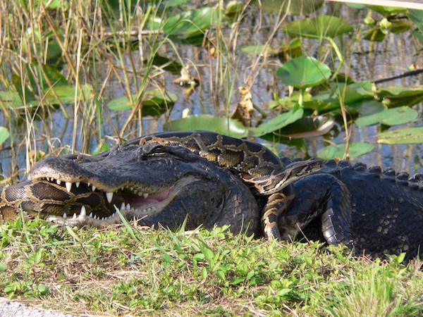Greatest Threat to the Everglades? Maybe Not Pythons