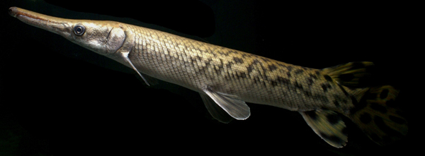 Alligator gar. Photo: © Solomon David