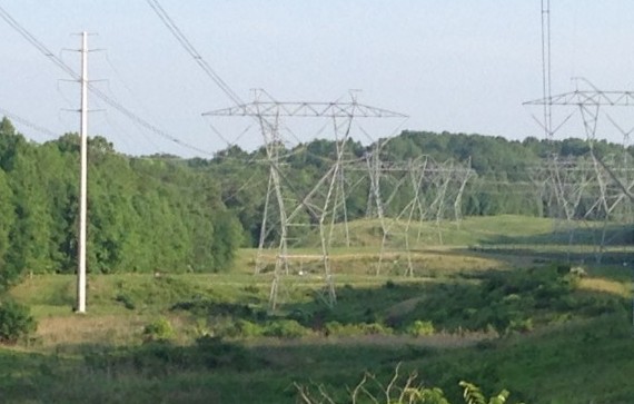 Surprisingly, power line clearings like this one can be excellent places to spot birds. © Cara Byington