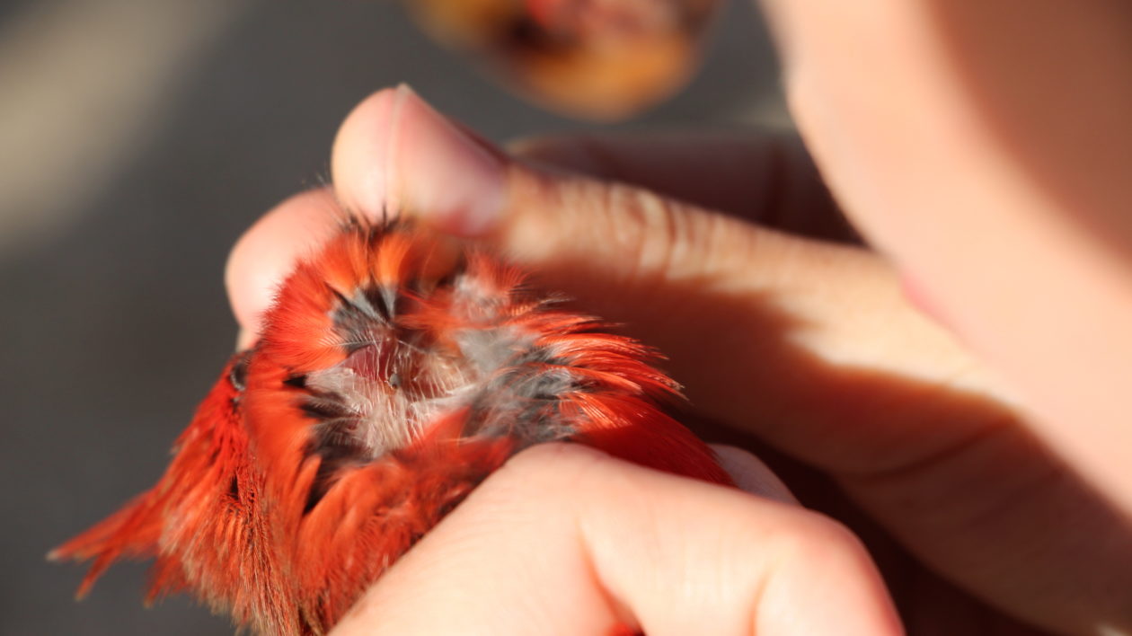 Gentle blowing reveals a tick on the head of a male northern cardinal. Photo © Justine E. Hausheer / TNC