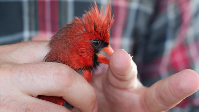 The cardinal delivers a farewell nip before release. Photo © Justine E. Hausheer / TNC