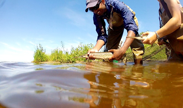 Solomon David, one of the gar's biggest advocates, conducts gar research. Photo: © Solomon David