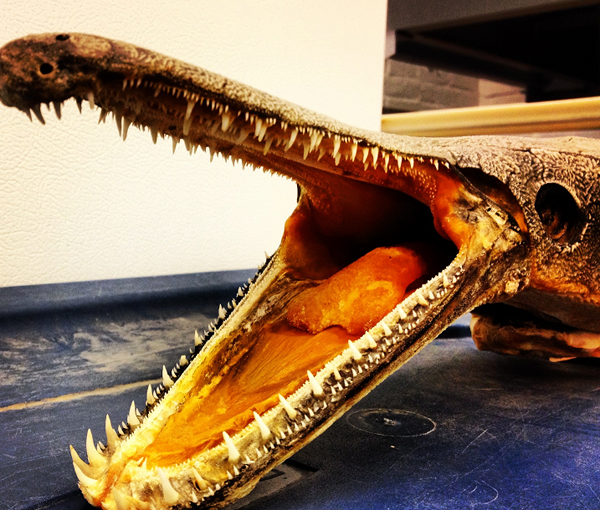 River montster? A speciment of an alligator gar. Photo: © Solomon David