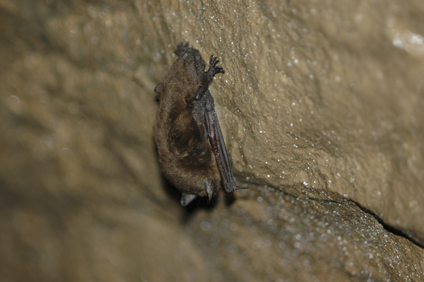 (ALL RIGHTS) Bats in Hartman's Cave © George C. Gress / TNC
