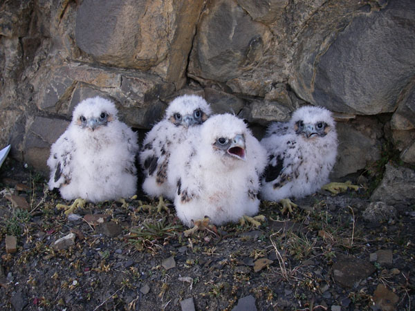 baby peregrine falcon in nest