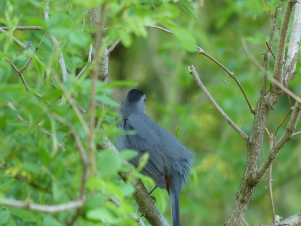 Catbird showing me the back of his (or her) head. One of the few birds I can reliably identify by sound. Unfortunately, we didn't see any catbirds at the power line clearing. © Cara Byington