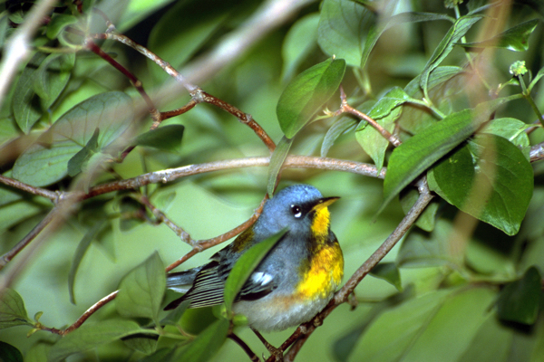 Parulas are small birds with a mighty song. © Robert Balogh