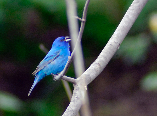 Indigo bunting. My new favorite bird. © Tim Lindenbaum