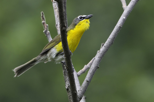 The unseen bird – yellow-breasted chat. Photo © Kelly Colgan Azar / Flickr