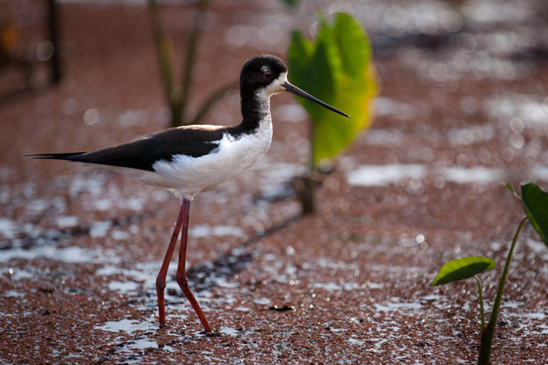 Hawaiian stilt. Photo: © Sean Mars/TNC