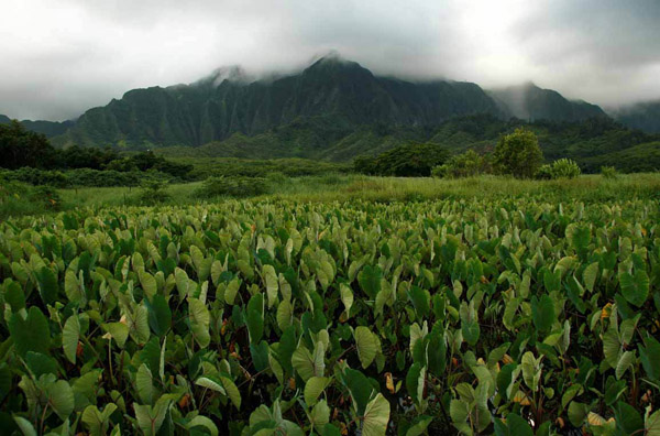 He'eia taro cultivation. Photo: © Grady Timmons/TNC