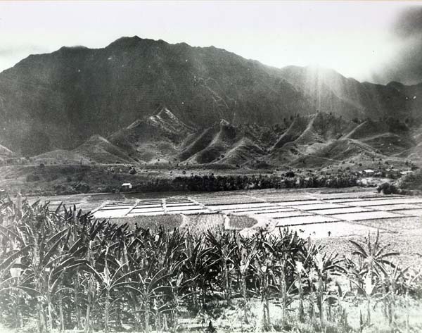 He'eia wetlands in 1928.