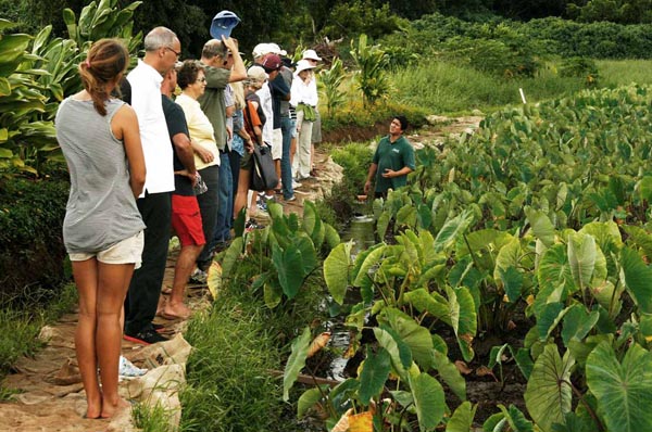 Kanekoa Kukea-Shultz gives a tour of the agricultural restoration at He'eia wetlands. Photo: © Grady Timmons/TNC 