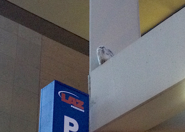 The January 2014 D.C. snowy owl. Photo © Justine E. Hausheer