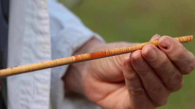 Tree rings on a longleaf pine core. Photo © Justine E. Hausheer / TNC