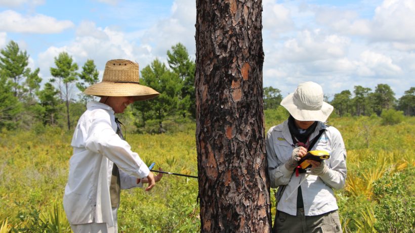 Huffman and Navarra core a longleaf pine. Photo © Justine E. Hausheer / TNC