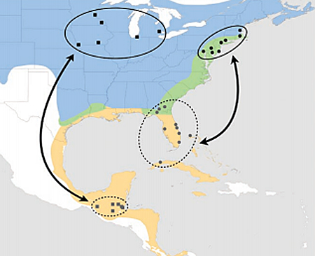 The combination of USGS Bird Banding Laboratory mark-recapture data and the breeding (blue), year-round (green) and wintering (orange) distributions of gray catbirds provide a range-wide perspective of migratory connectivity.