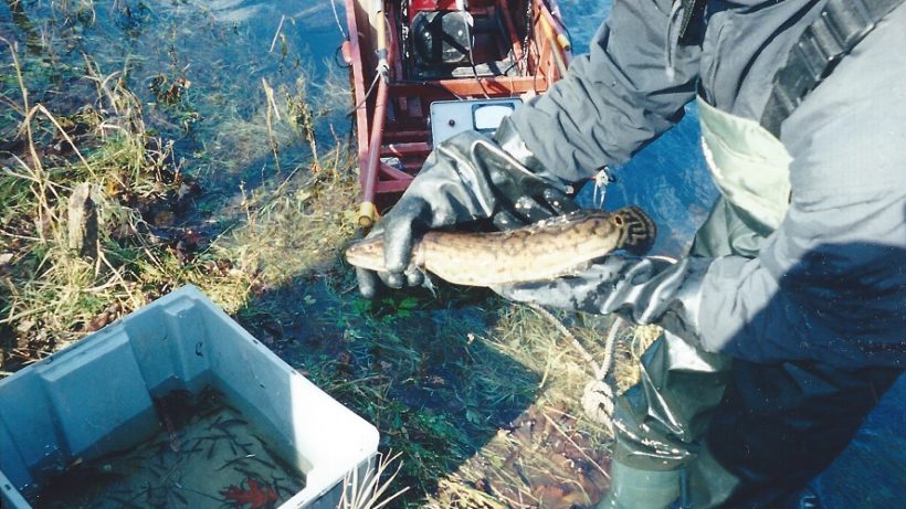 Male Bowfin showing spawning colors: bright green belly and paired fins. Bowfin spawn in spring, males arriving first to build nests and eventually guard eggs and young. Credit: Solomon David