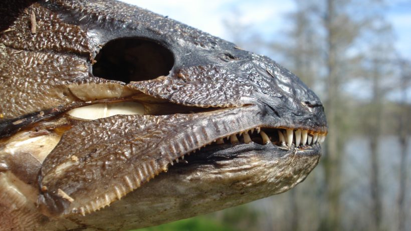 The dinosaur-like skull of a Bowfin! Note the teeth; unfortunately this individual was one of many that were caught and left for dead along the road in southern Illinois. Many still perceive Bowfin to be trash fish, needing to be eradicated. Photo: Ben Cantrell 